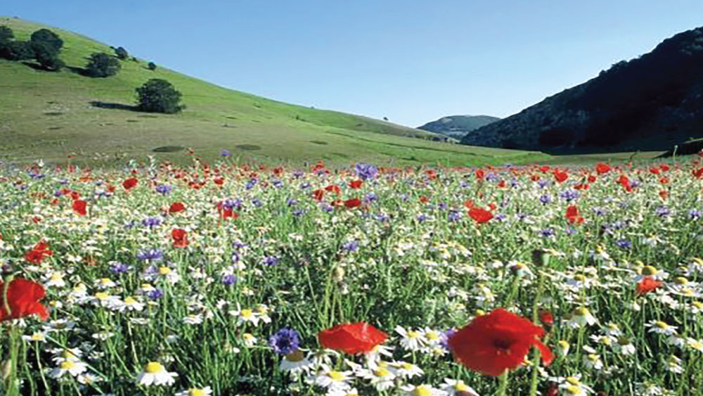 Flores do campo